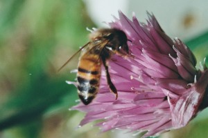 bee in the garden